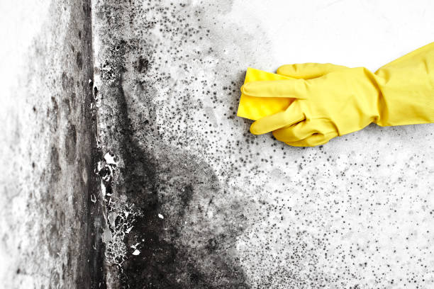 Best Certified Mold Removal  in Cold Spring, NY