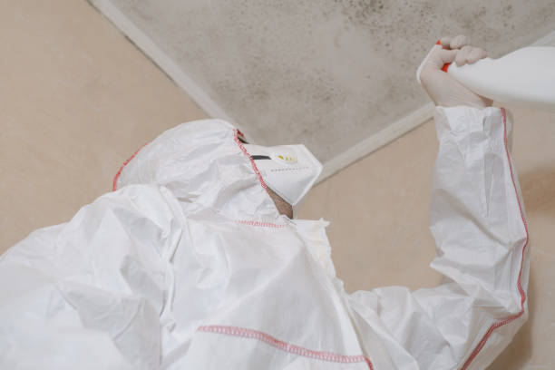 Best Mold Damage Repair  in Cold Spring, NY