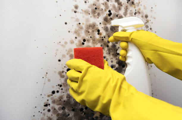 Best Toxic Mold Removal  in Cold Spring, NY