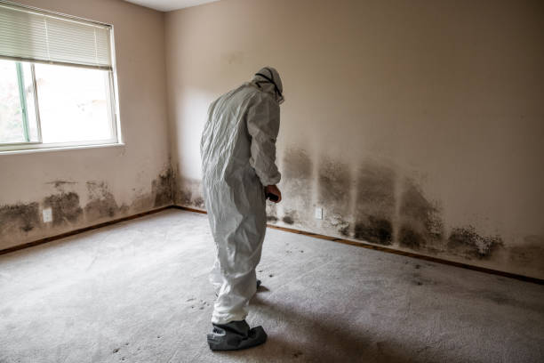 Professional Mold Removal in Cold Spring, NY